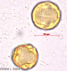 ISEM 1/Mallotus_muricatus_5398/Mallotus_muricatus_5398_0001(copy)_thumb.jpg
